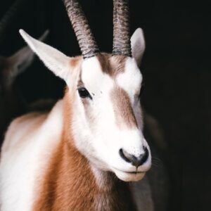 最強のおじさん